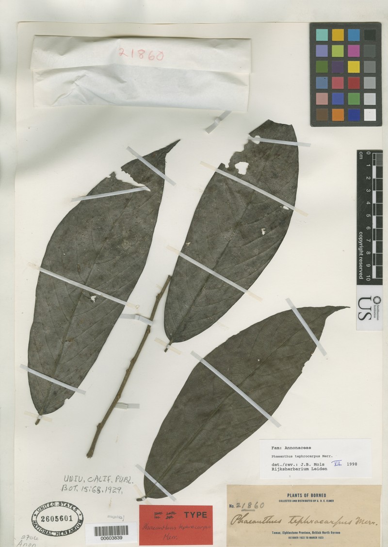 Phaeanthus tephrocarpus