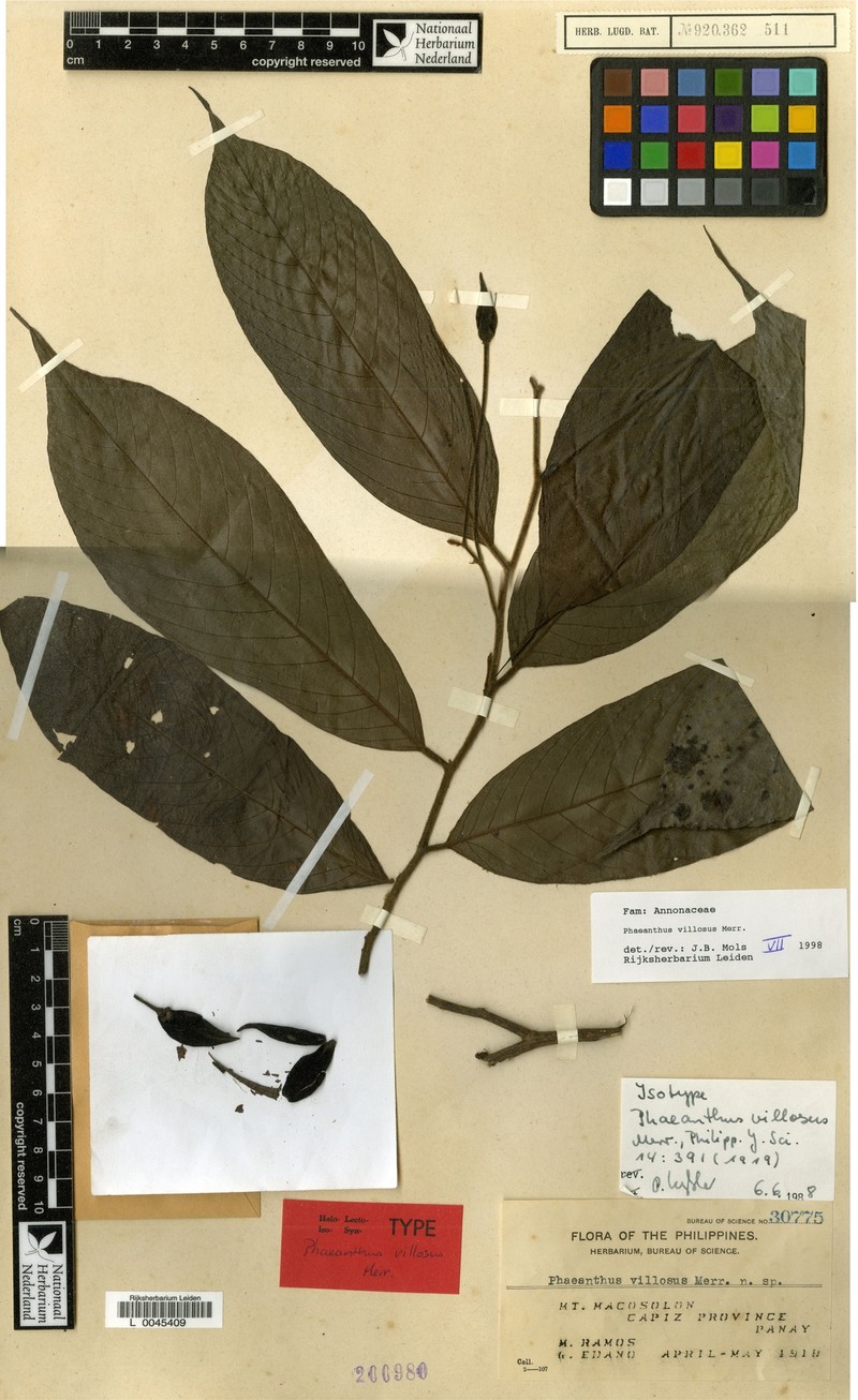 Phaeanthus villosus photo 2