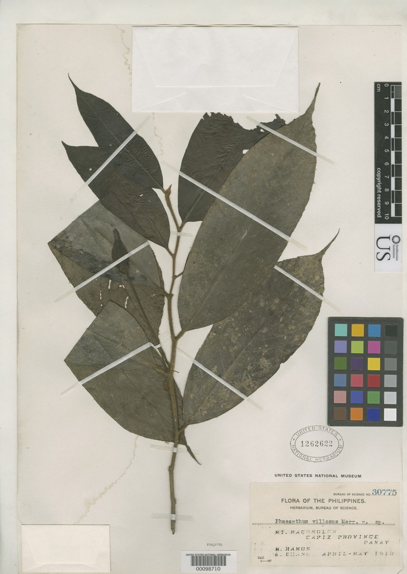 Phaeanthus villosus