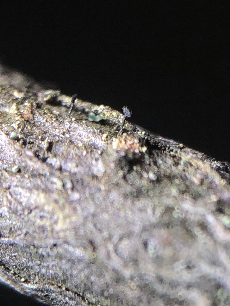 Phaeocalicium Lichen