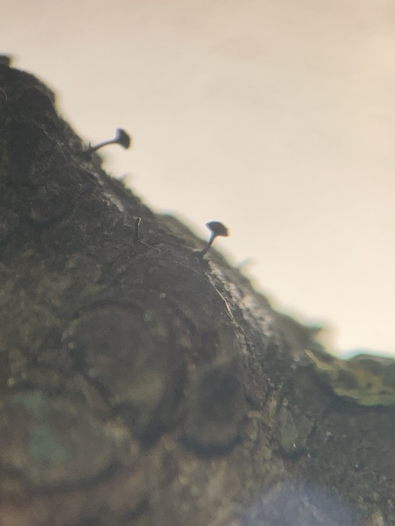 Phaeocalicium Lichen photo 2