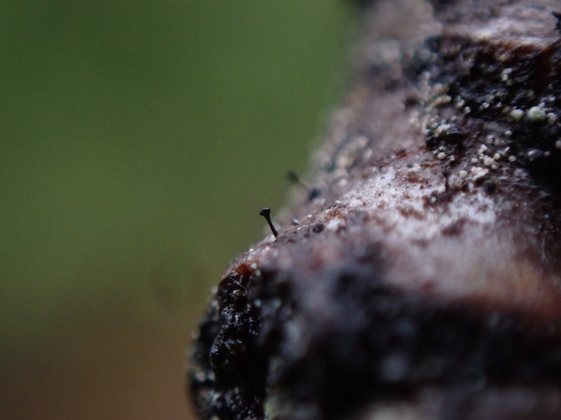 Phaeocalicium Lichen photo 3