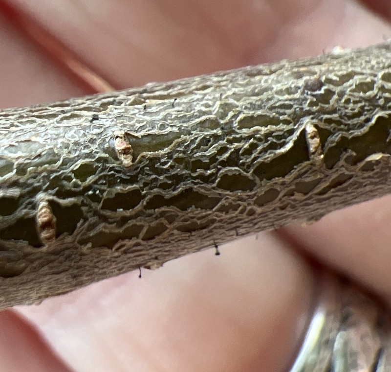 Phaeocalicium Lichen photo 5