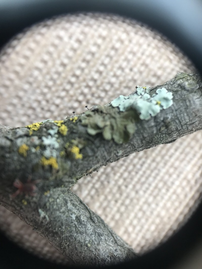 Phaeocalicium Lichen photo 6