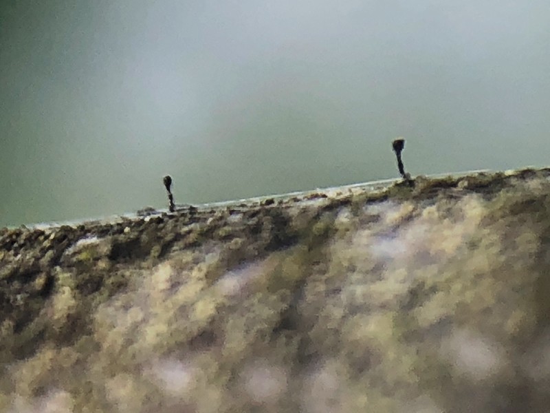 Phaeocalicium Lichen photo 7