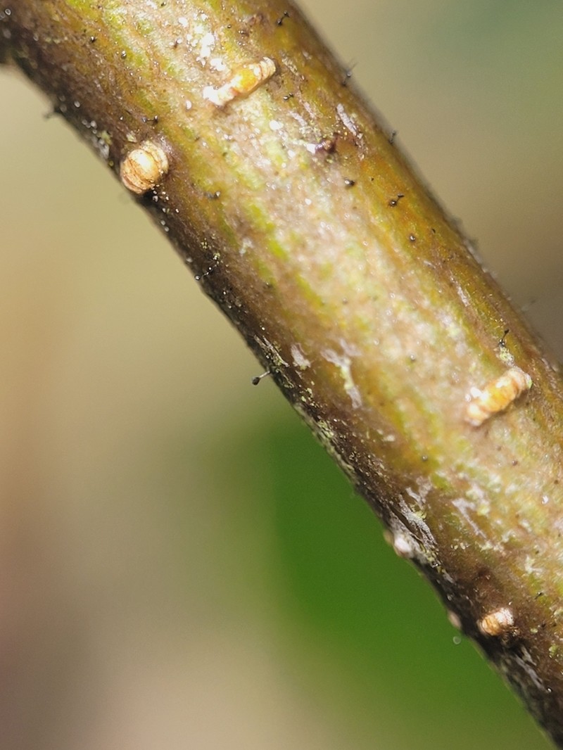 Phaeocalicium Lichen photo 8