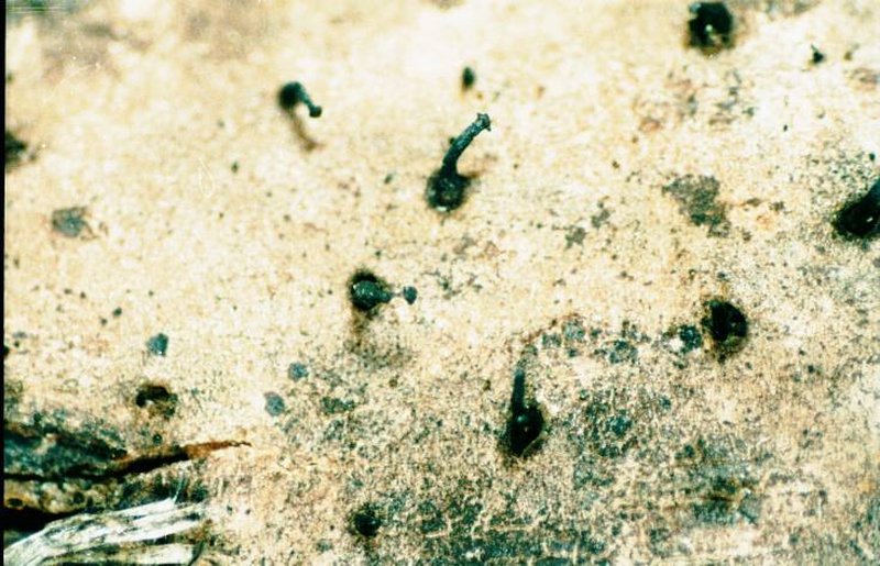 Curtis' Phaeocalicium Lichen