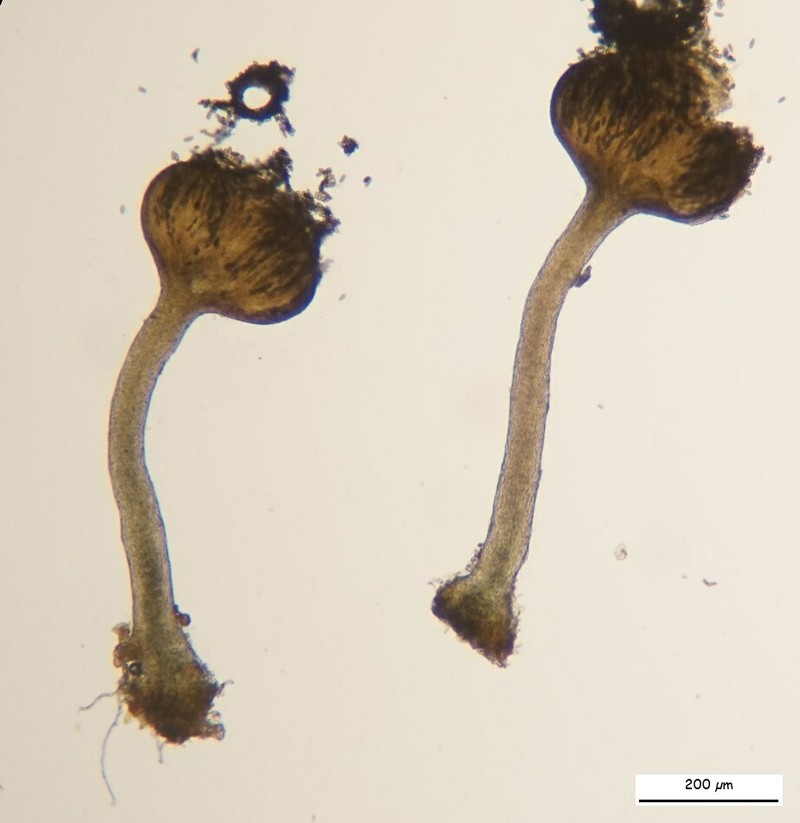 Curtis' Phaeocalicium Lichen