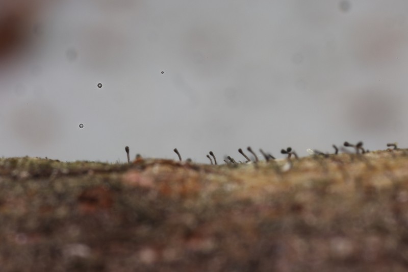 Curtis' Phaeocalicium Lichen photo 2