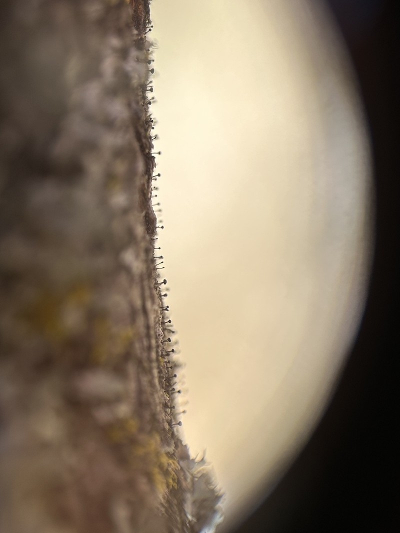 Curtis' Phaeocalicium Lichen photo 3