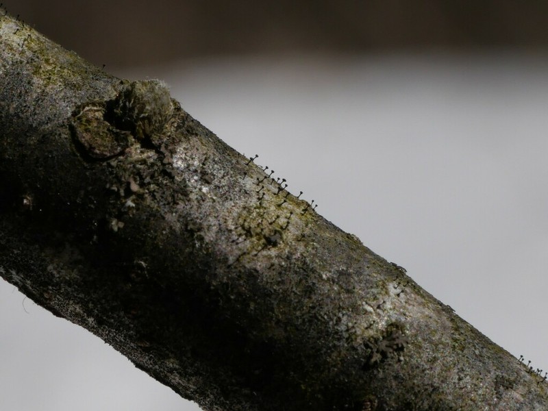 Curtis' Phaeocalicium Lichen photo 4