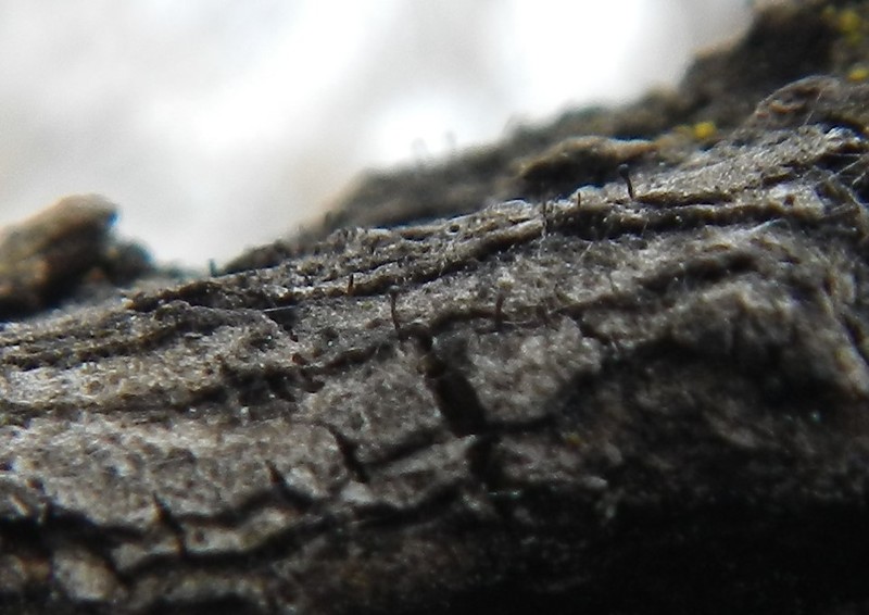 Curtis' Phaeocalicium Lichen photo 5
