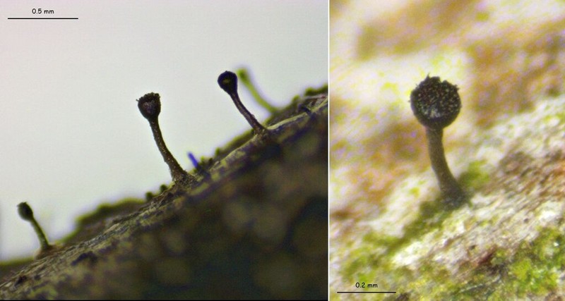 Curtis' Phaeocalicium Lichen photo 6