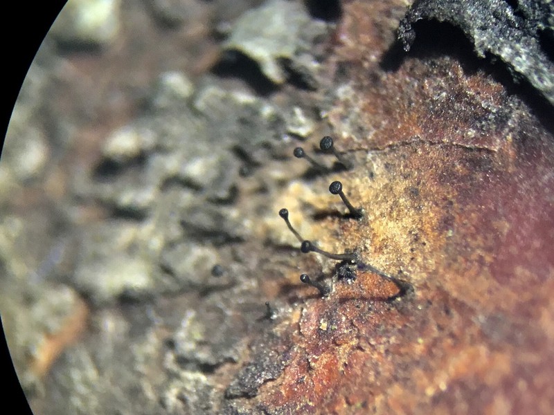 Curtis' Phaeocalicium Lichen photo 7