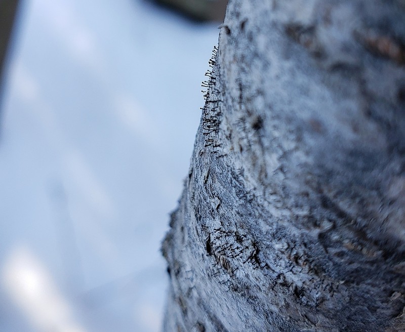Curtis' Phaeocalicium Lichen photo 8