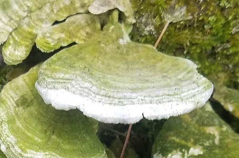 Phaeocalicium Lichen photo 6