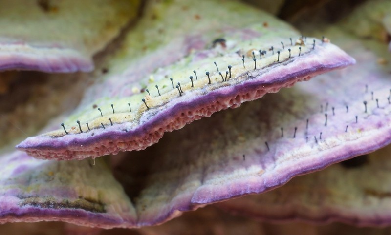 Phaeocalicium Lichen photo 3