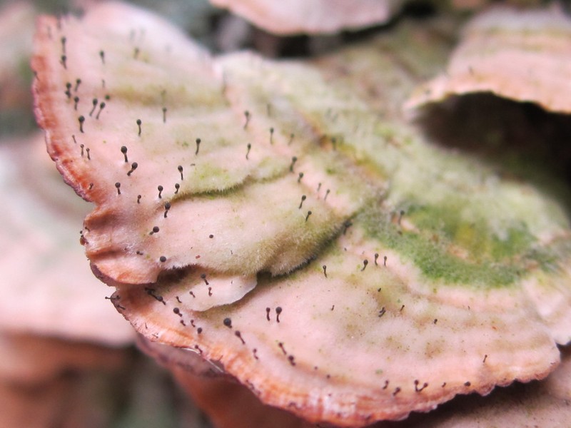 Phaeocalicium Lichen photo 4