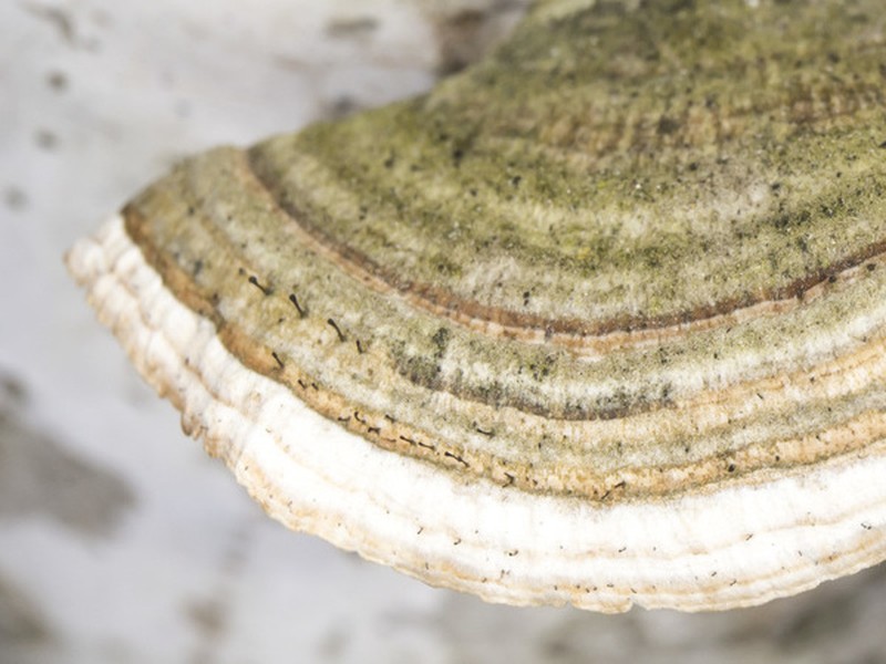 Phaeocalicium Lichen photo 5