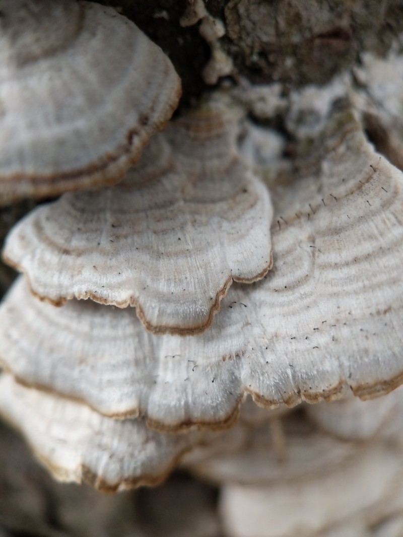 Phaeocalicium Lichen photo 7