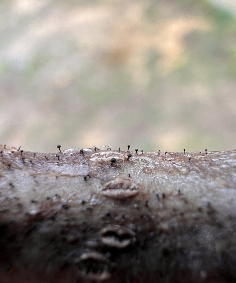 Phaeocalicium Lichen photo 2