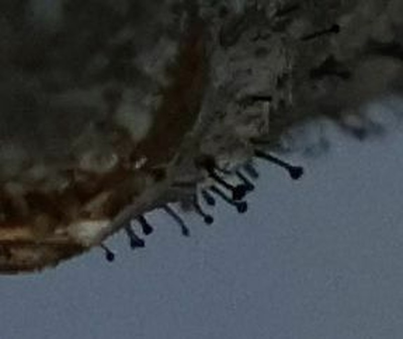 Phaeocalicium Lichen photo 3