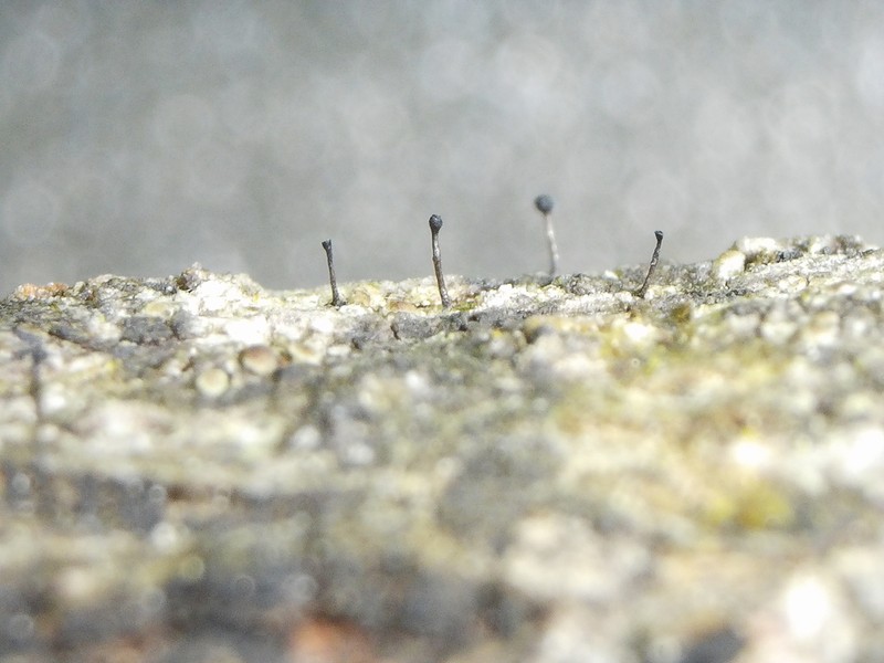 Phaeocalicium Lichen photo 4