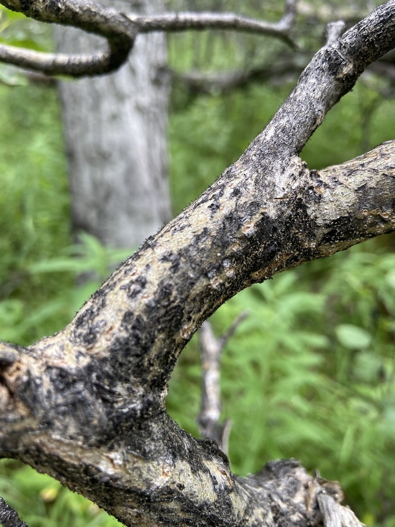 Phaeocalicium Lichen photo 6
