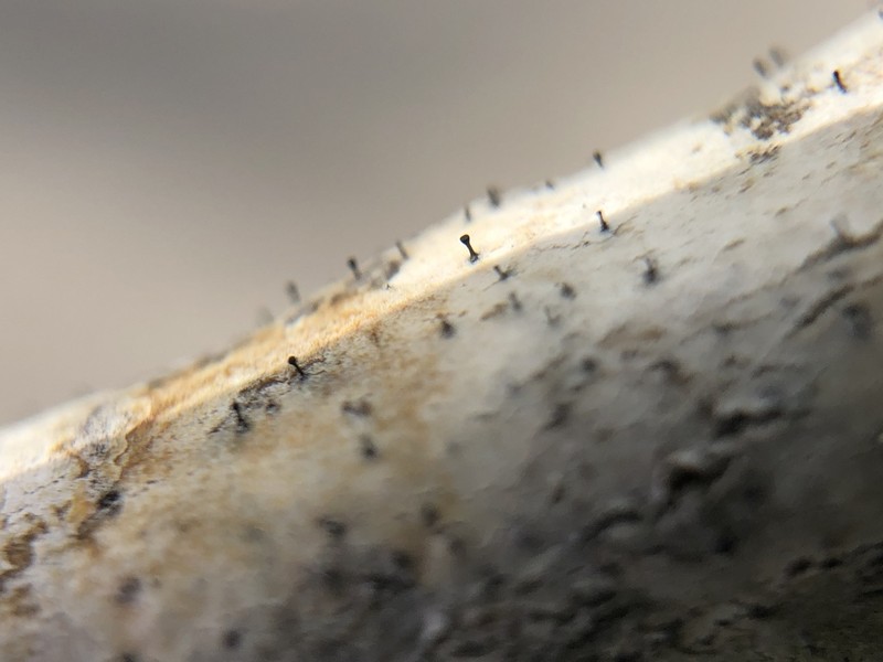 Phaeocalicium Lichen photo 7
