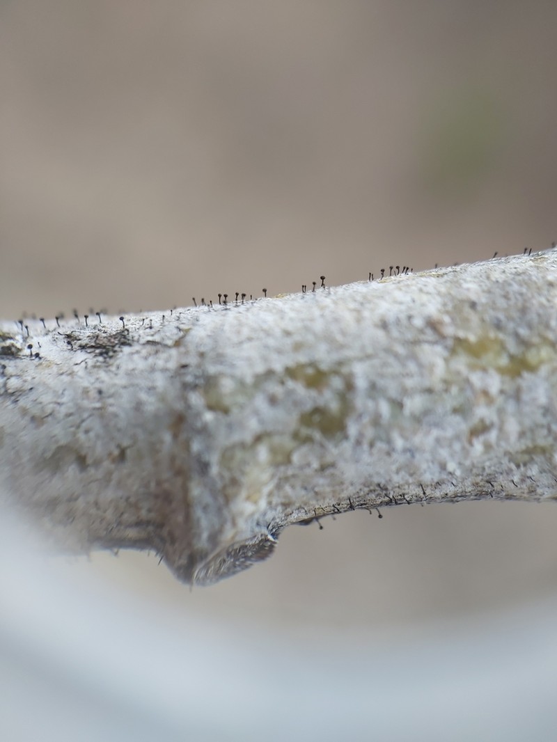 Phaeocalicium Lichen photo 8