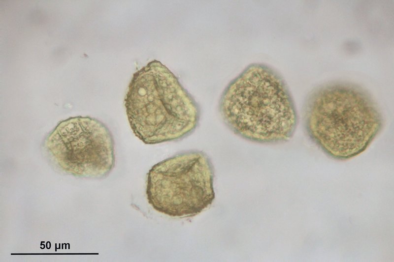Carolina Phaeoceros photo 5