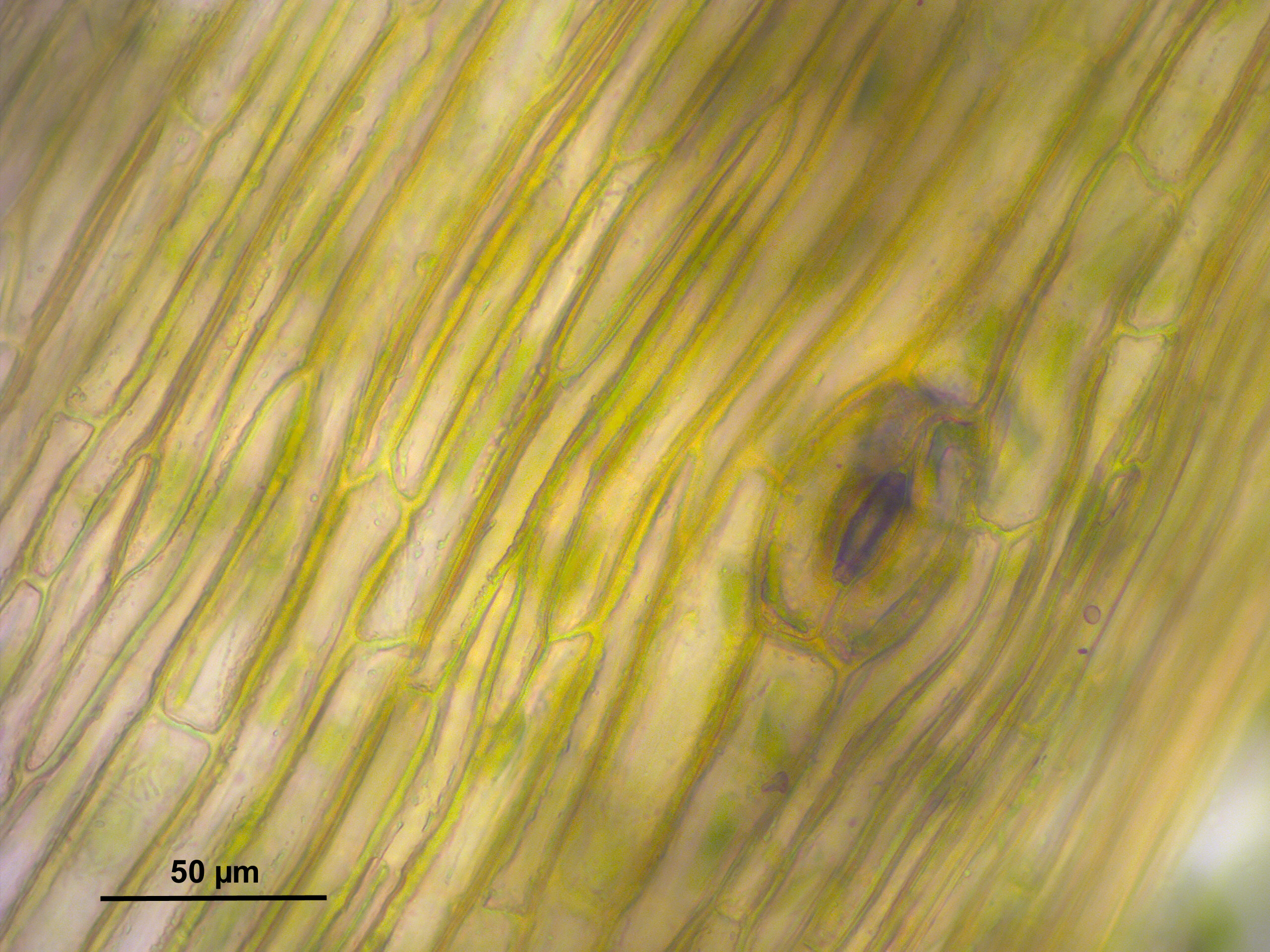Carolina Phaeoceros photo 8