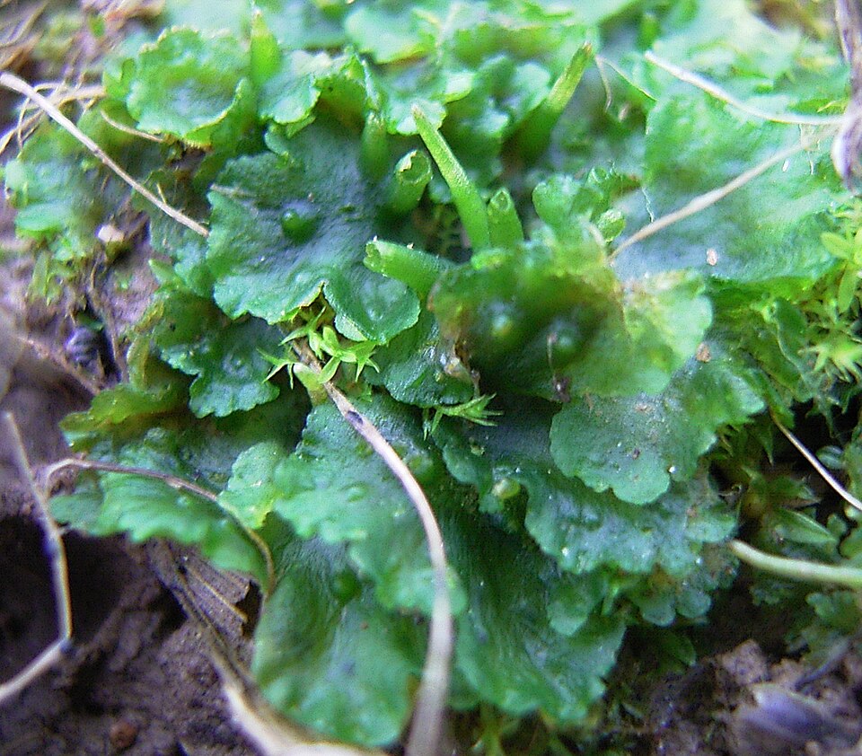 Carolina Phaeoceros photo 3