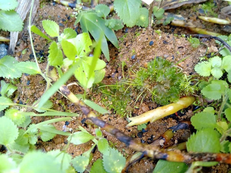 Phaeoceros photo 2