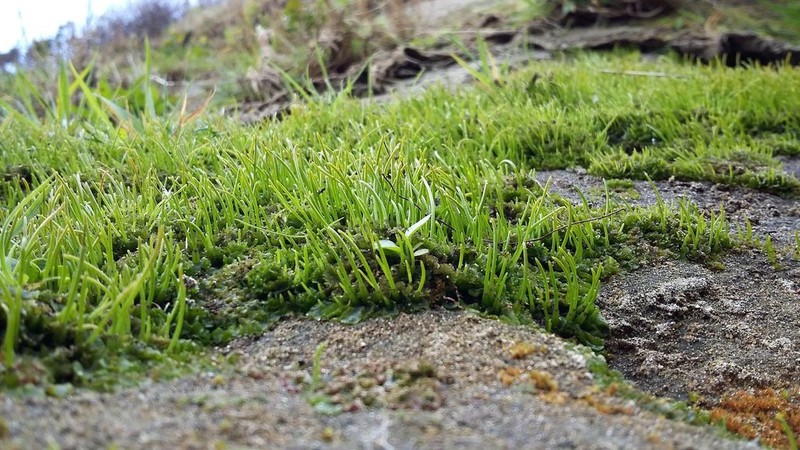 Phaeoceros photo 3
