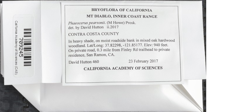 Pearson's Phaeoceros