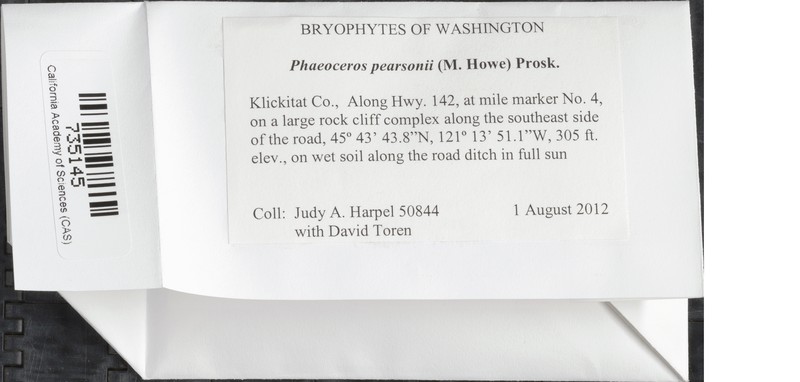 Pearson's Phaeoceros photo 2