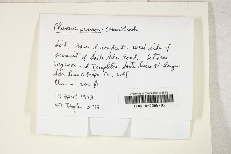 Pearson's Phaeoceros photo 4