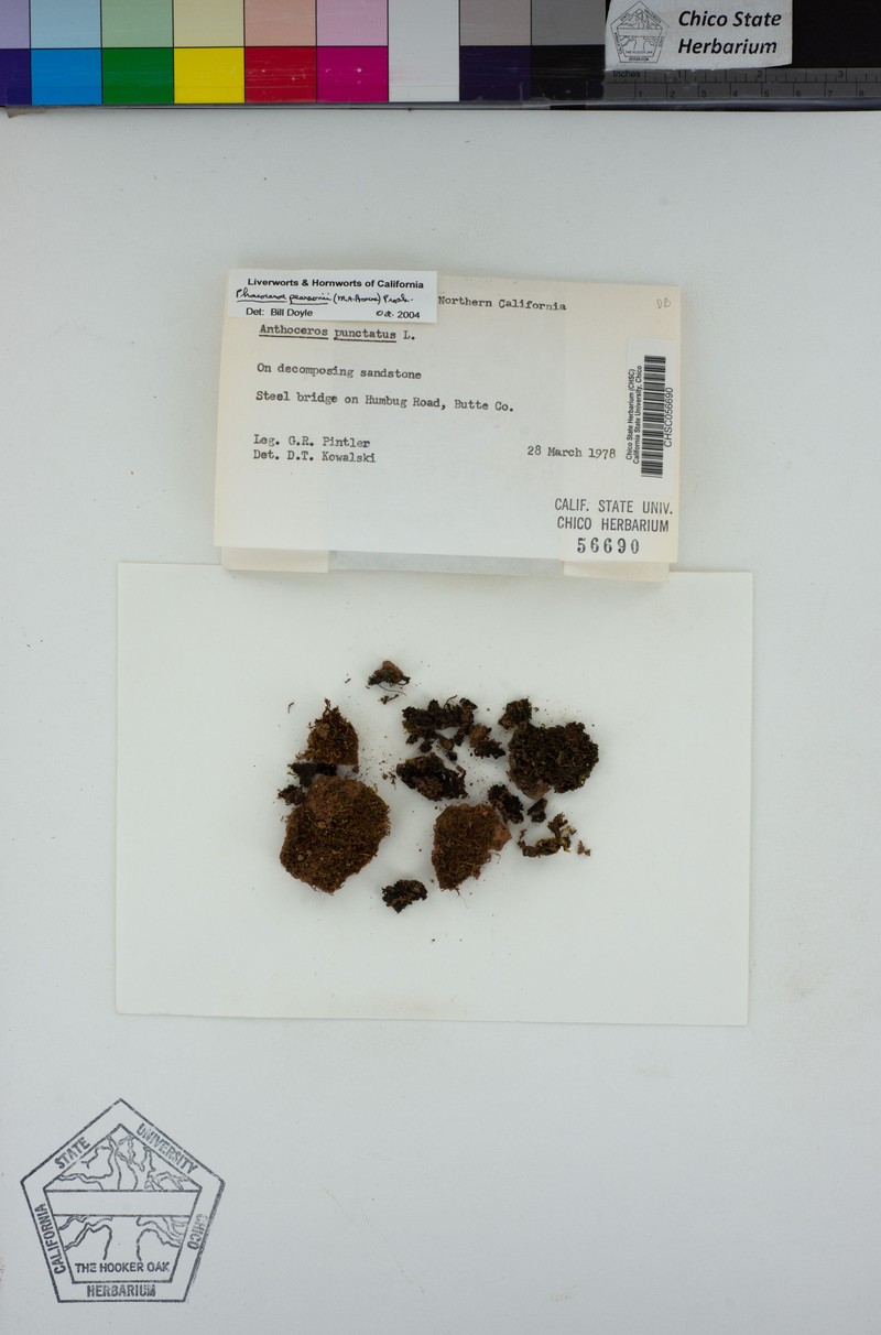 Pearson's Phaeoceros photo 5