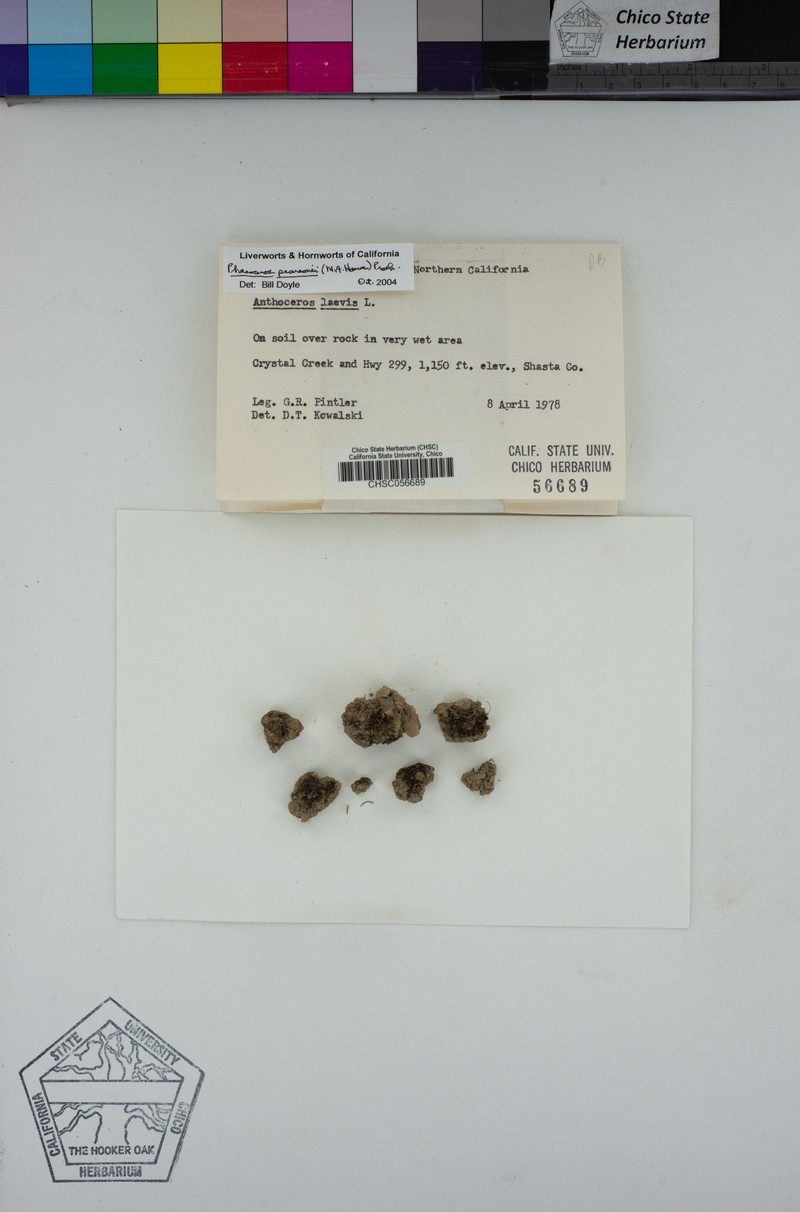 Pearson's Phaeoceros photo 6