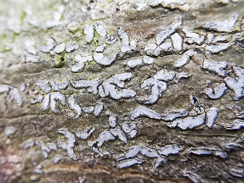Phaeographina Lichen