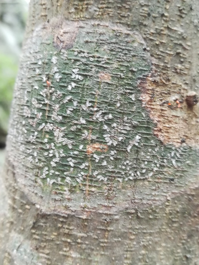 Phaeographina Lichen photo 2