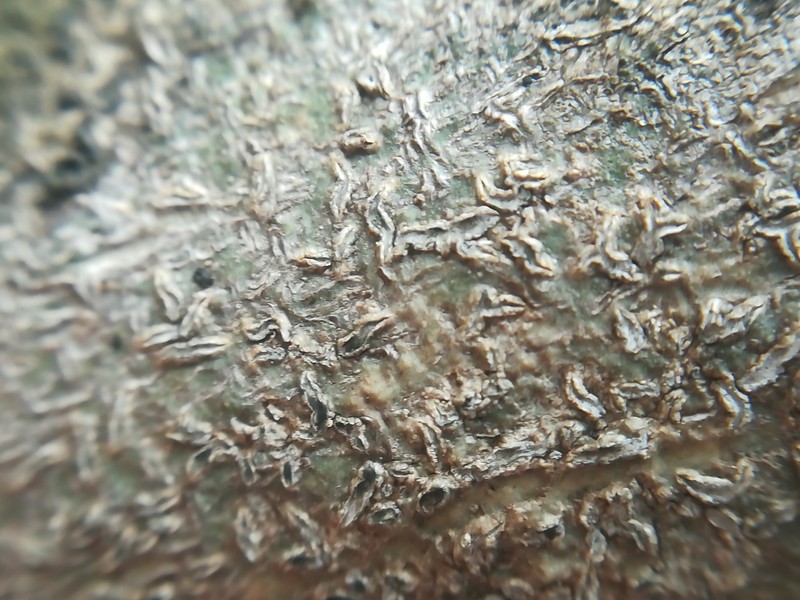 Phaeographina Lichen photo 3