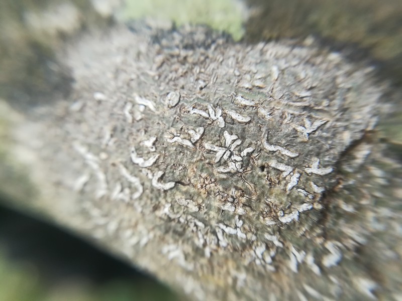 Phaeographina Lichen photo 4