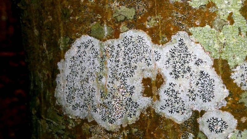 Tree Phaeographis photo 2