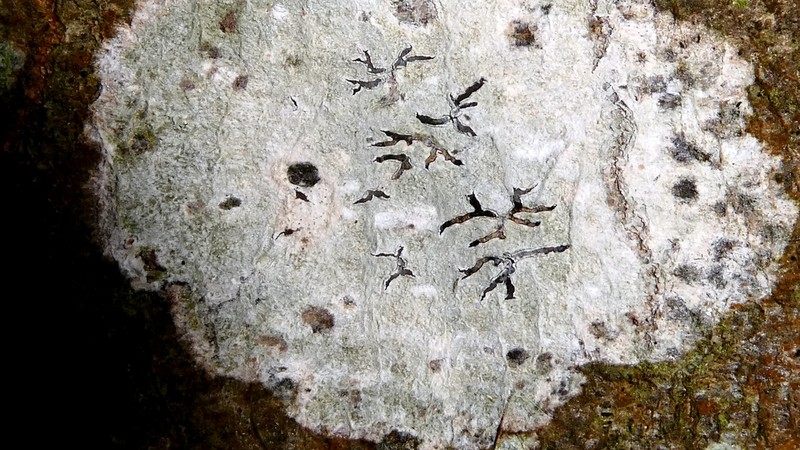 Tree Phaeographis photo 3