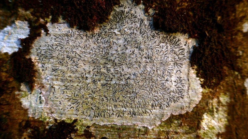 Tree Phaeographis photo 4