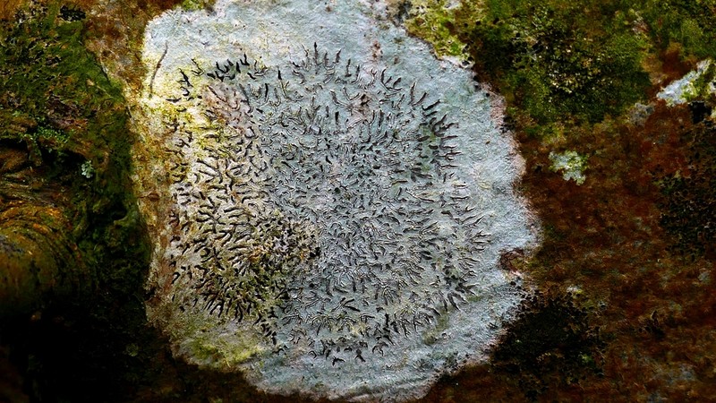 Tree Phaeographis photo 5