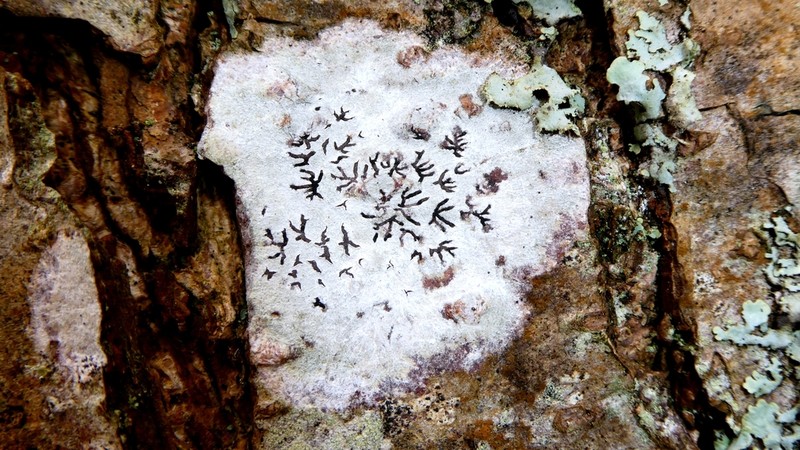 Tree Phaeographis photo 6