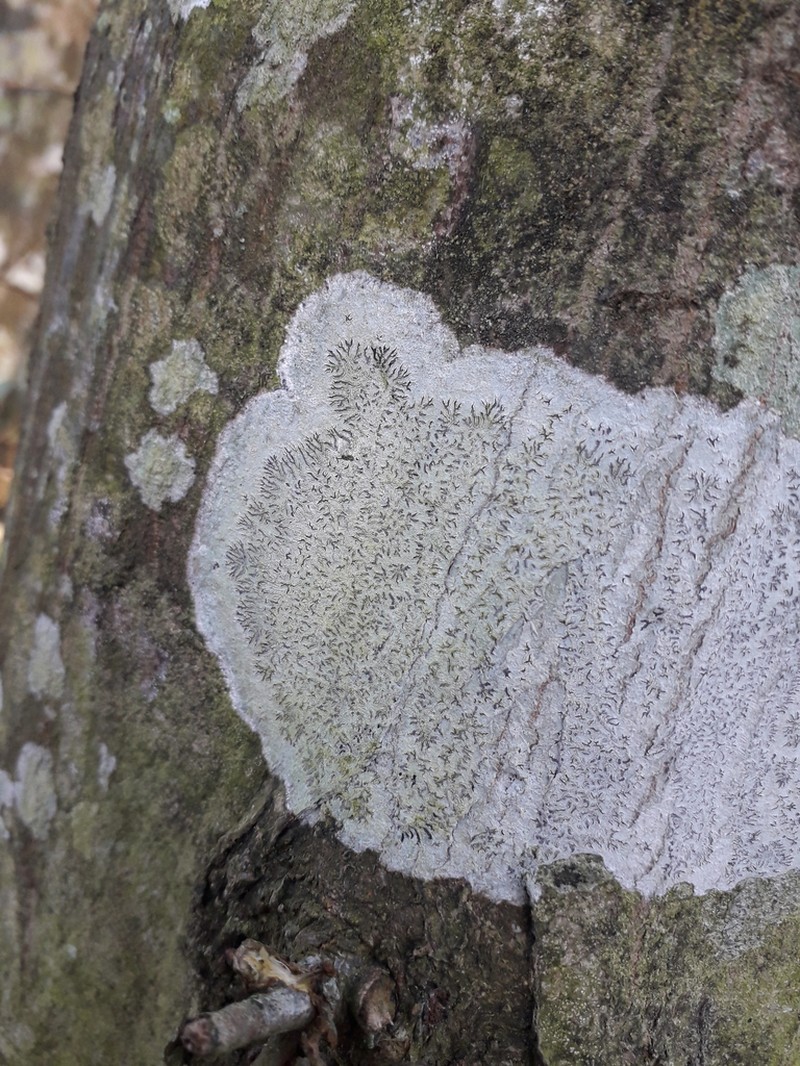 Tree Phaeographis photo 7